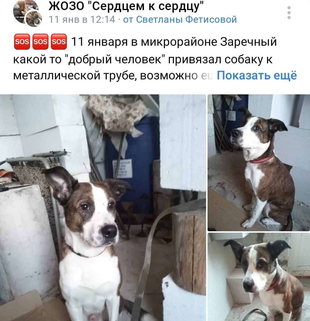 Пса забрал Сергей. Фото из источника https://vk.com/wall-124002988_295679