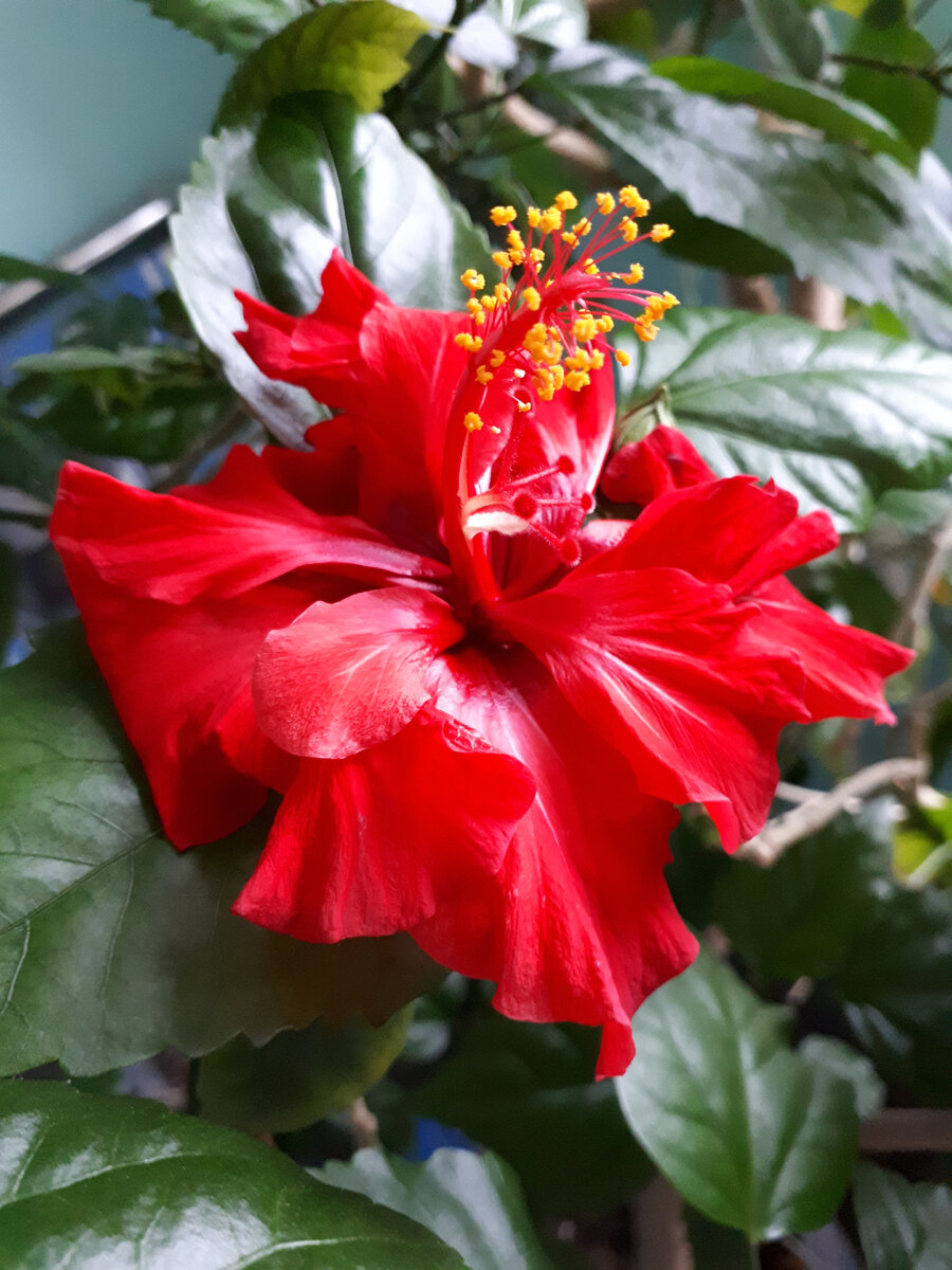 Гибискус. Красивый цветок. А дети - это цветы жизни.