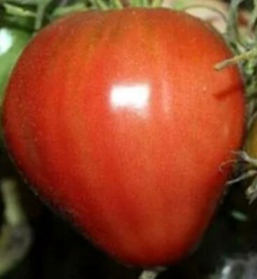 Томат БУДЁНОВКА. Фото: картинки:яндекс
