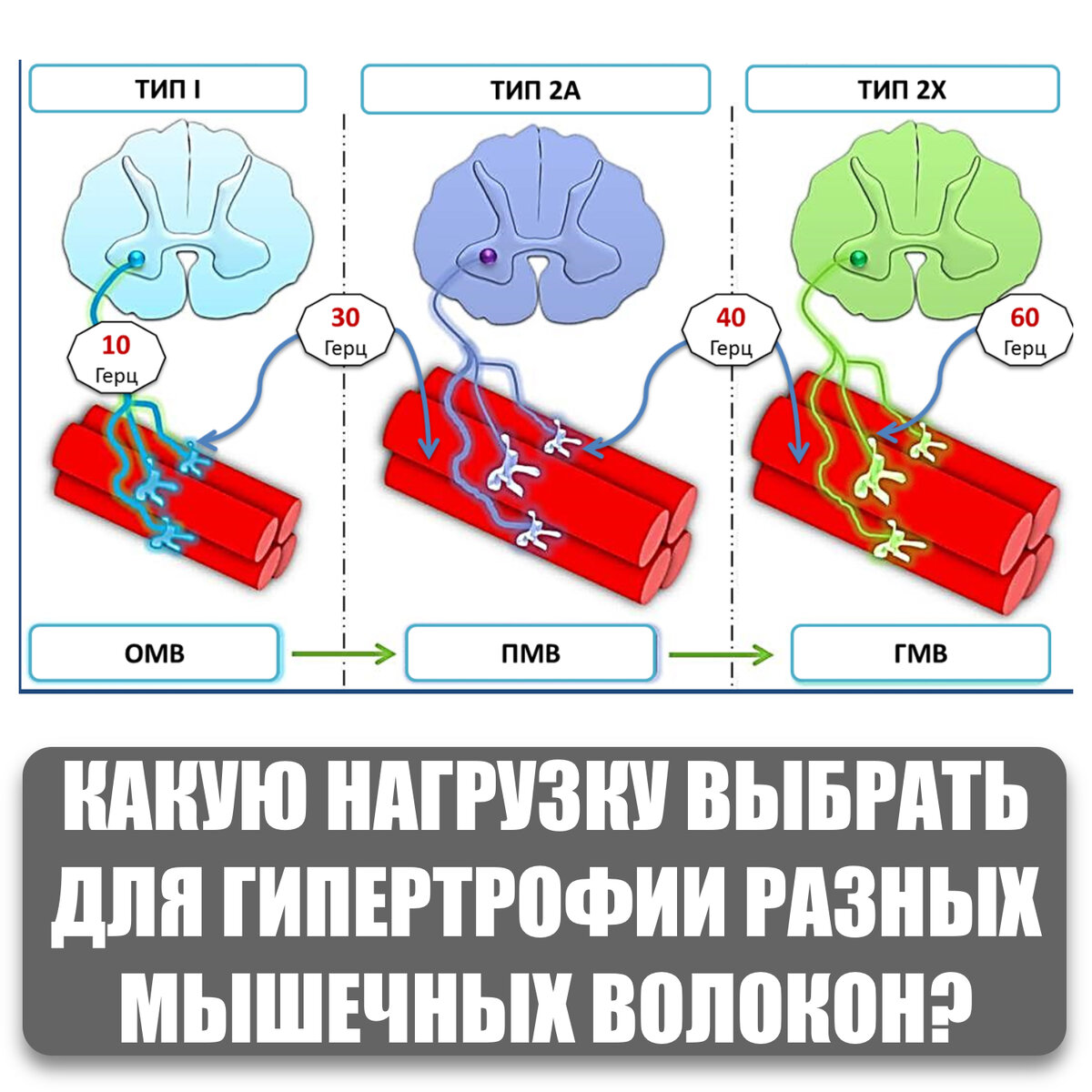 КАКУЮ НАГРУЗКУ ВЫБРАТЬ ДЛЯ ГИПЕРТРОФИИ РАЗНЫХ МЫШЕЧНЫХ ВОЛОКОН? |  Спортивная нутрициология | Дзен