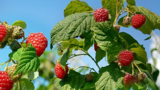    Какие растения нельзя сажать рядом с малиной: плохие соседи Татьяна Сидорова