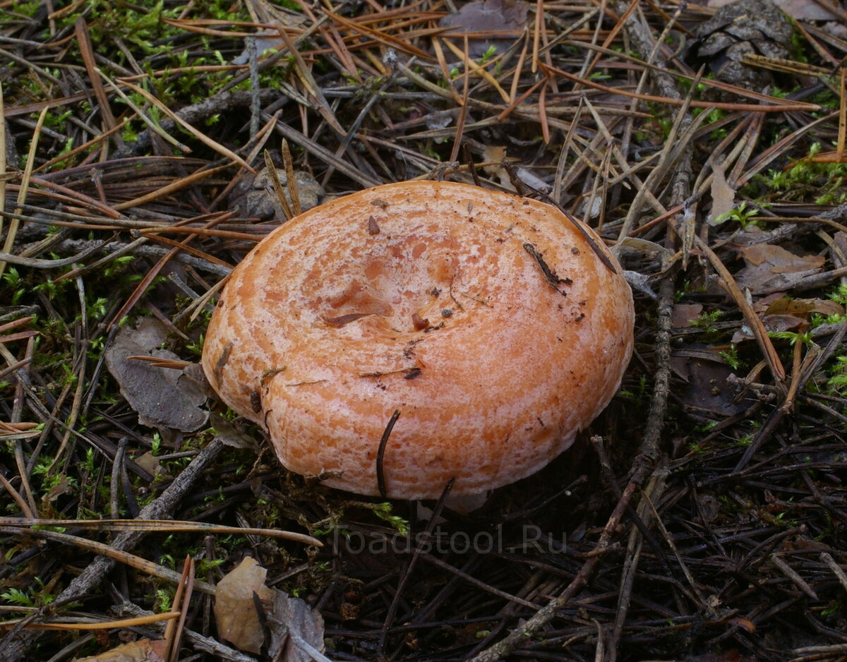 Съедобные грибы груздь Рыжик