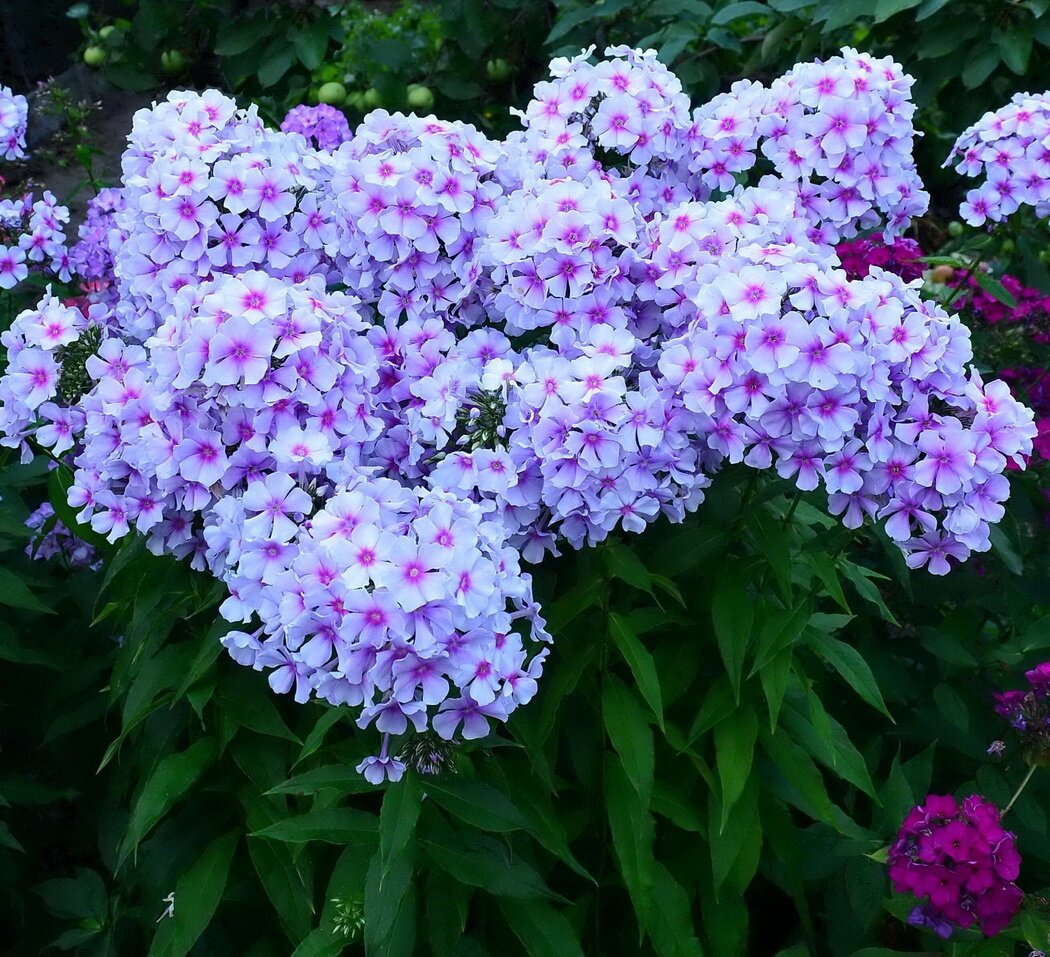 Флокс Сильфида