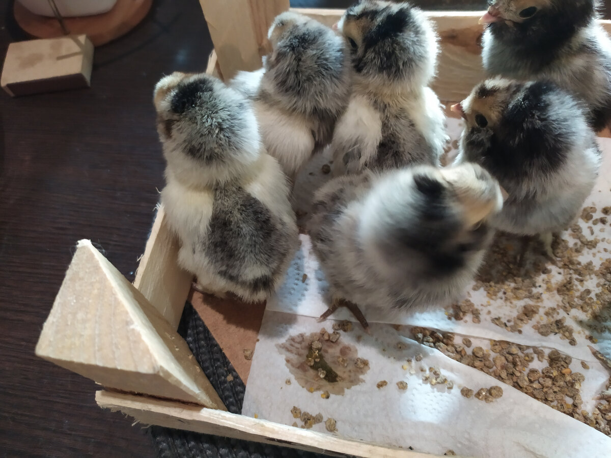 Цыплятам павловское серебро двое суток.