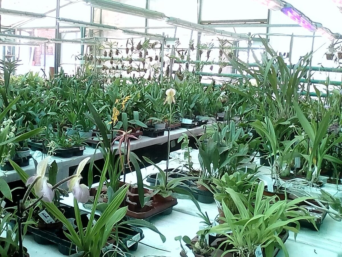 Вдалеке на стене оборудован "карантин" для вновь прибывших растений (находятся отдельно пару недель).