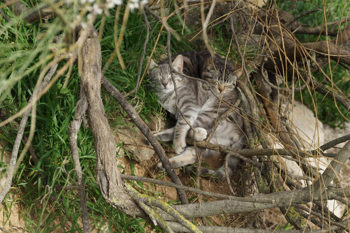 Дорога домой кошки. Кошки находят дорогу домой.