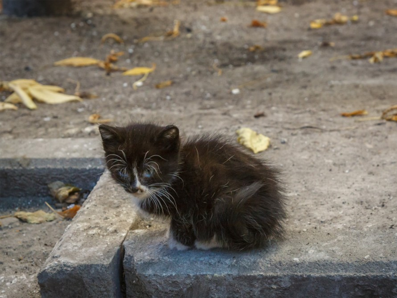Оставленный котенок