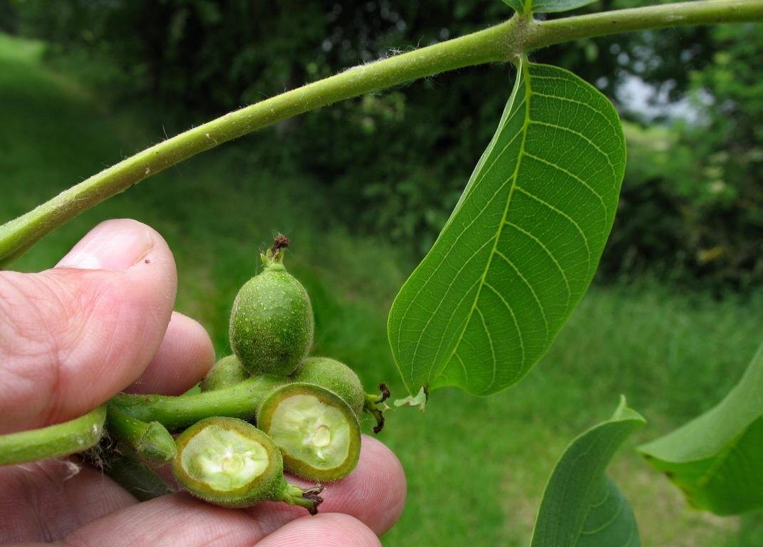 молодые плоды грецкого ореха