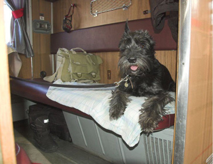Каждой собаке отдельно место. Путешествие в поезде. Фото взято с ресурса twitter.com