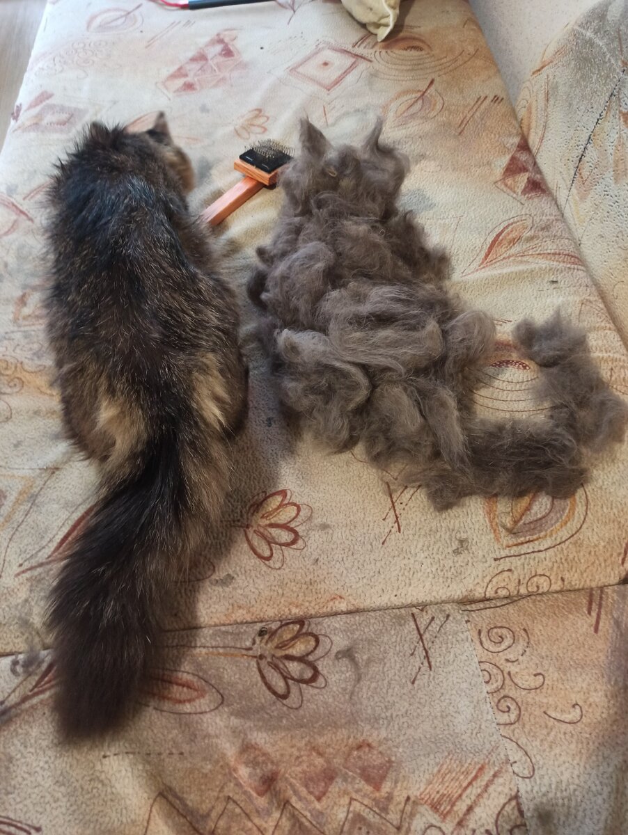 Расчеши кошку-получи вторую в подарок.))