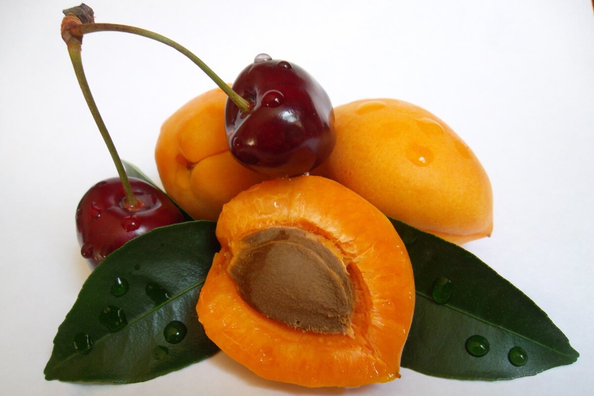 Если вы боитесь, что без животной пищи у вас ухудшится здоровье и пропадут силы, посмотрите на коров и лошадей. У них и без мяса всё нормально.