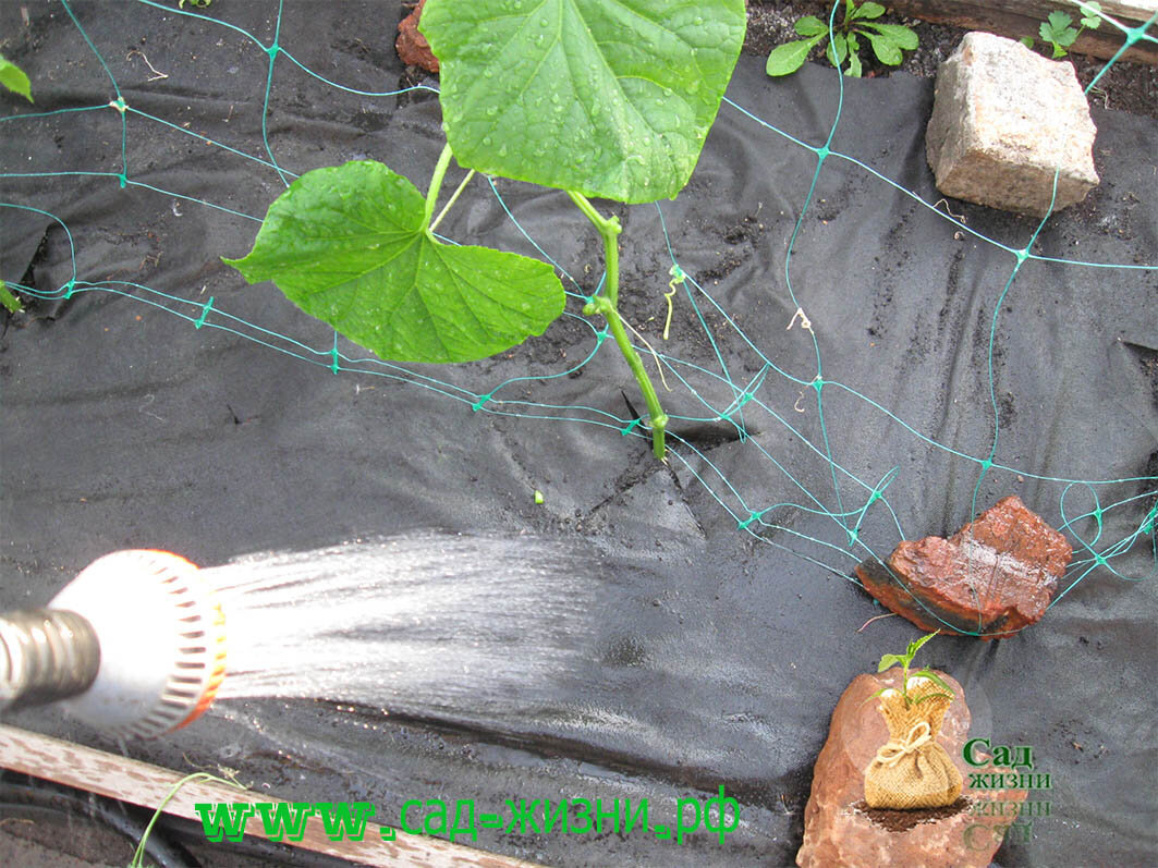 Поливаем всю площадь грядки