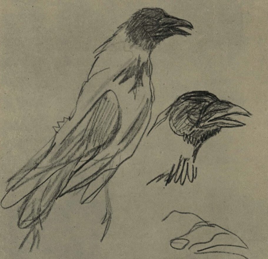 Альбомные наброски вороны. 1896 г.