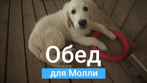 Обед для Молли