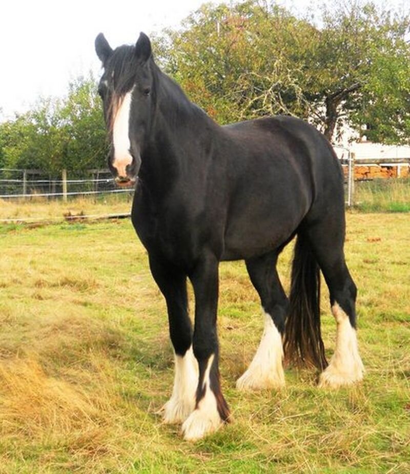 Тип Лестер. 