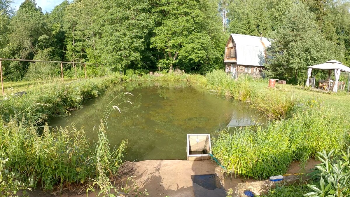 Как сделать воду в пруду с рыбой прозрачной, если она позеленела?