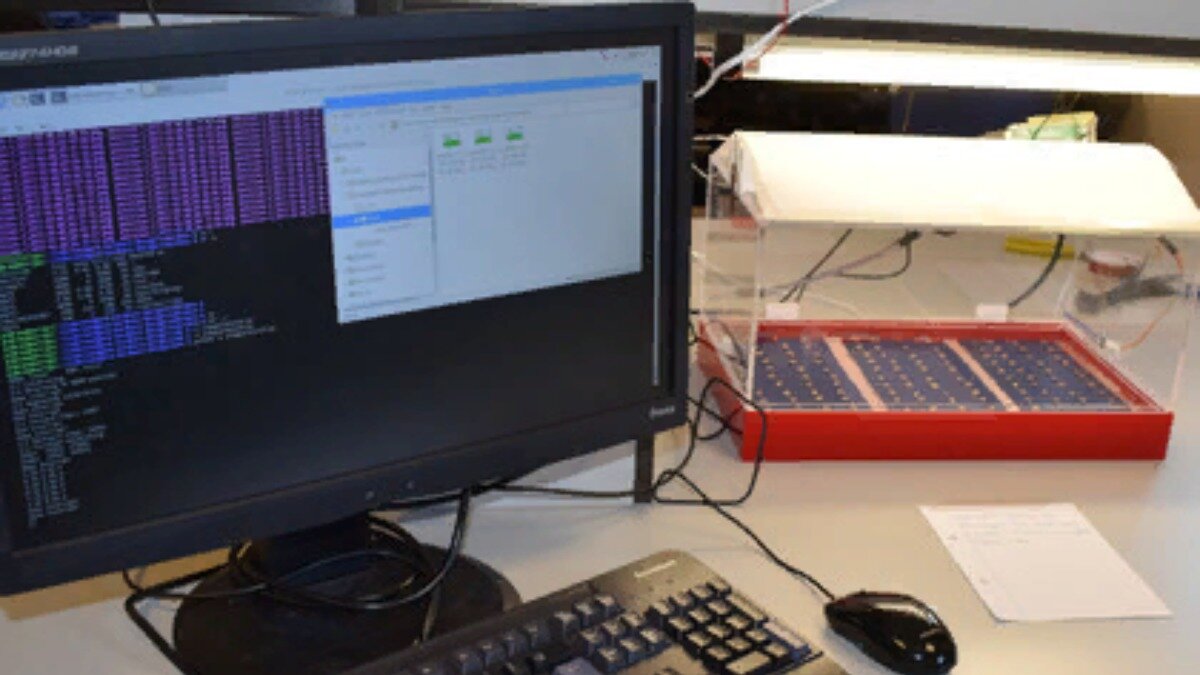 Фото:niab.com Новая разработка поможет селекционерам в поиске лучших сортов сельскохозяйственных культур