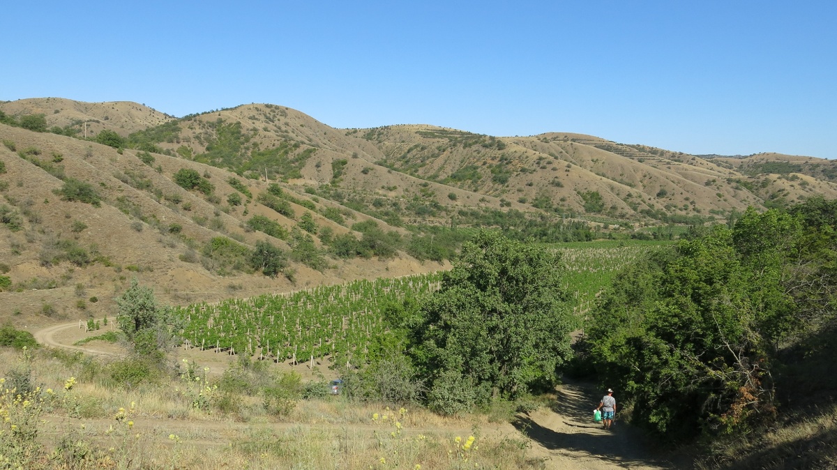 Виноградник в горах близ Судака
