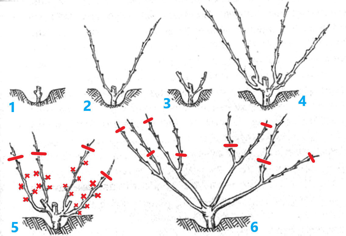 Схемы формировки куста винограда. Правильно обрезать виноград осенью пошагово. Подрезка винограда весной схема. Формировка куста винограда.