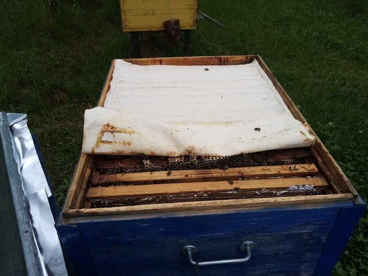 Пчелиный рой