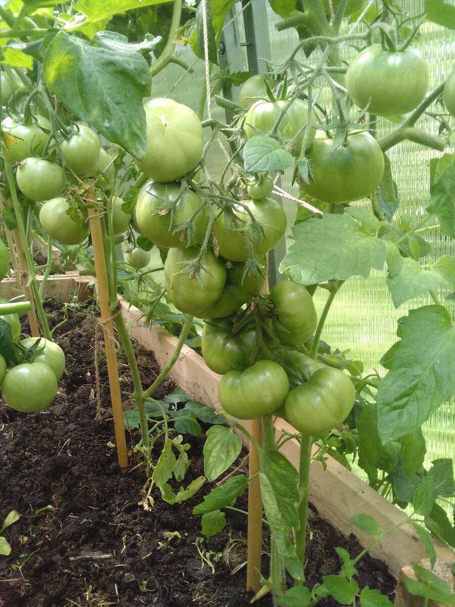 Помидоры, теплица