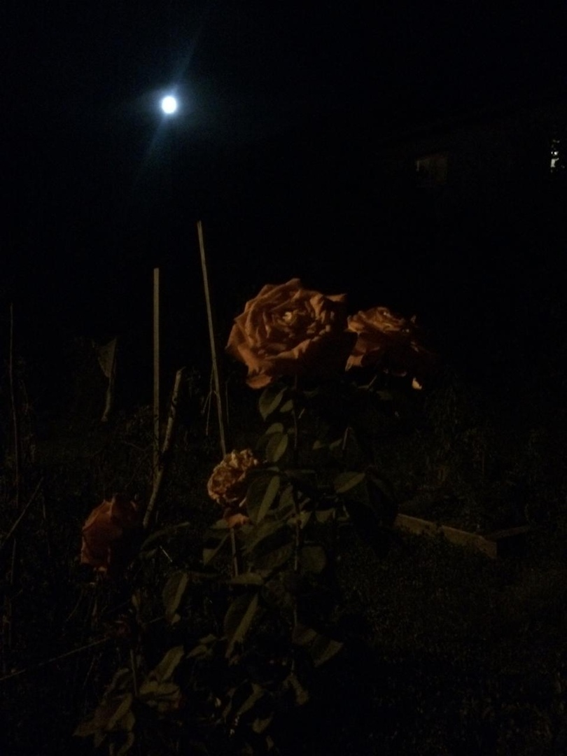 Ночной сад. Фото автора