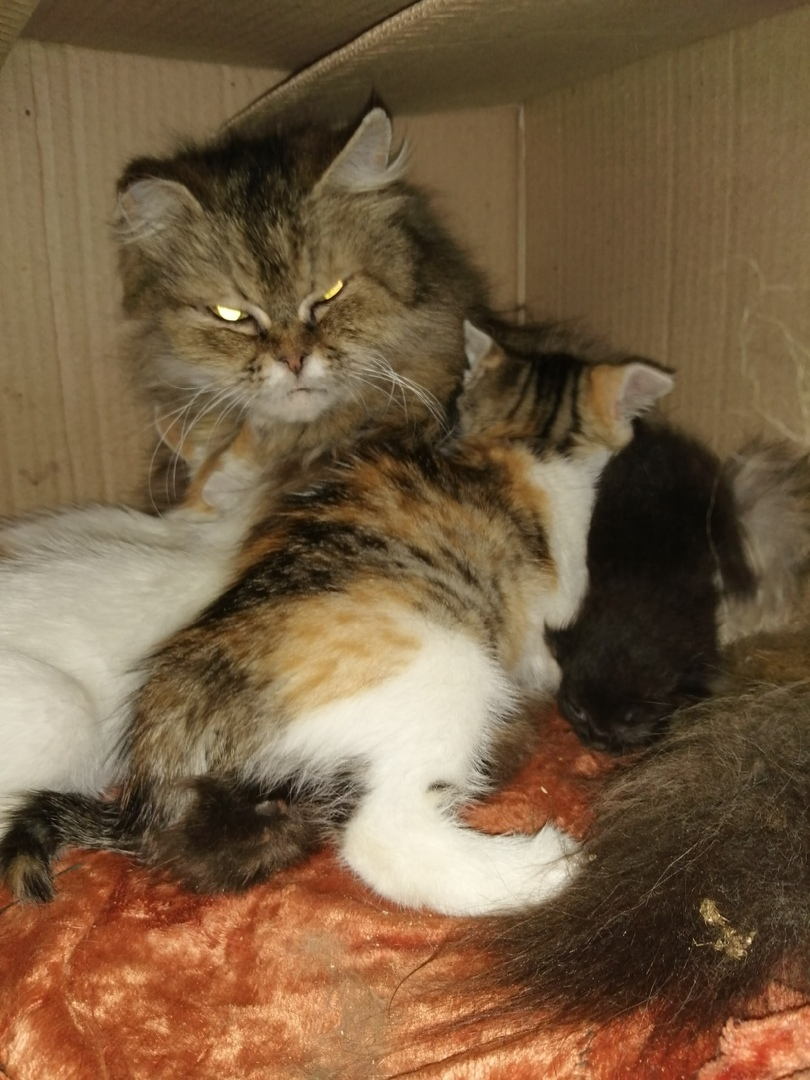 Многодетная  приемная  мама Мотя