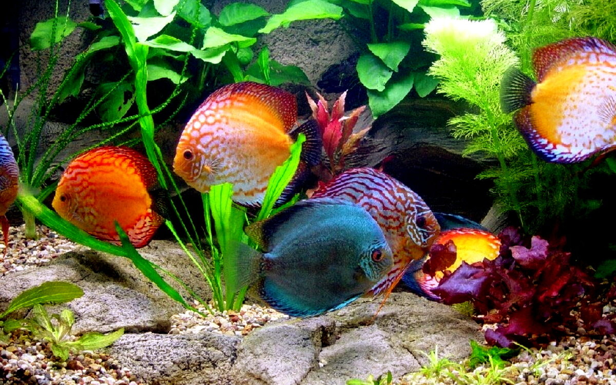 Требования к аквариуму