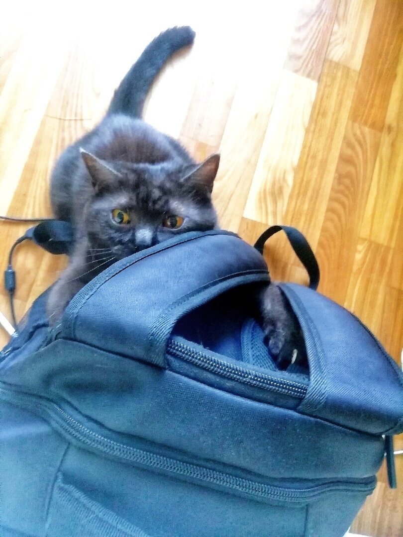 Кошкинья атакует рюкзак