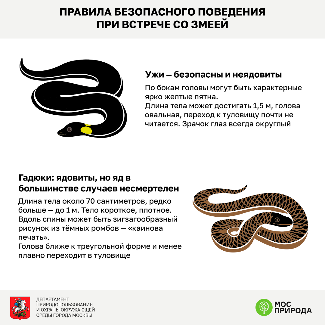 Где змейки можно. Правила безопасности со змеями в лесу. Правила поведения при встрече со змеей. Безопасность при встрече со змеями. При встрече со змеей.
