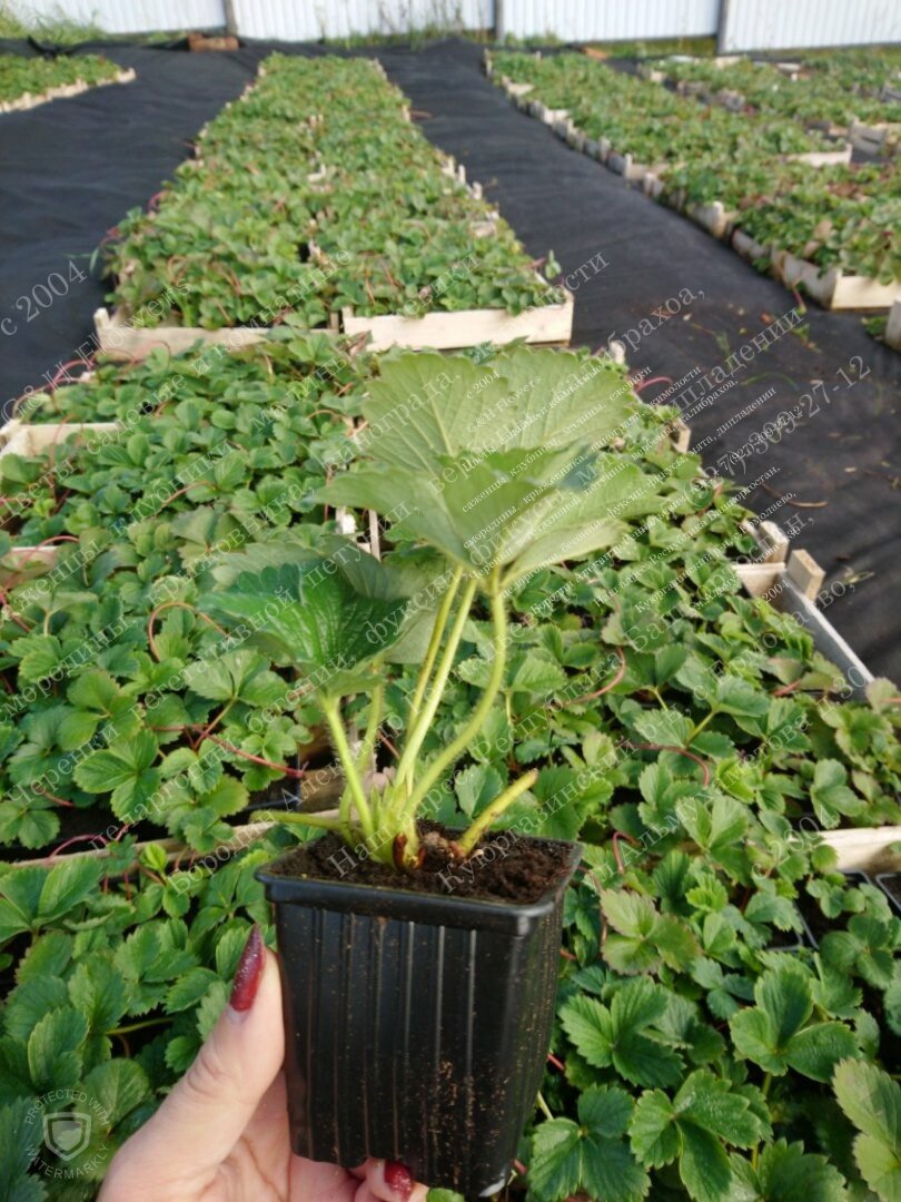 Клубника "Елизавета 2"