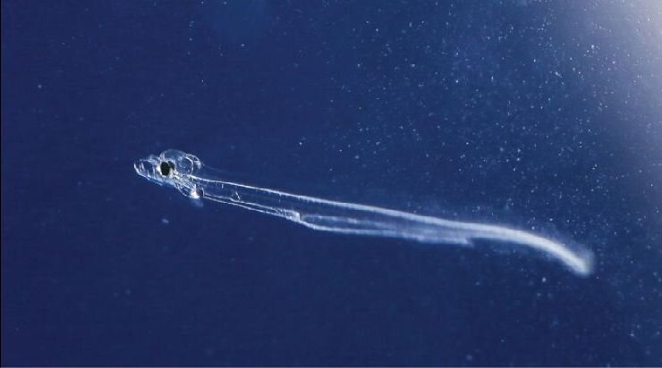 Личинка европейского угря (лептоцефал), 14 дней после вылупления. Восемь миллиметров в длину. Иллюстрация датского учёного Сюн Рай Соренсен (Sune Riis Sørensen) 