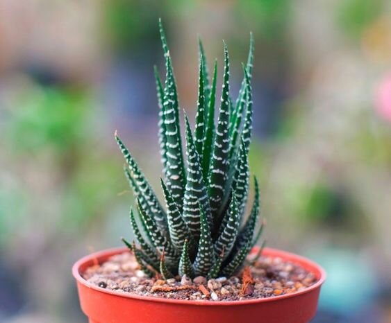 Haworthia Fasciata aka Zebra Plant