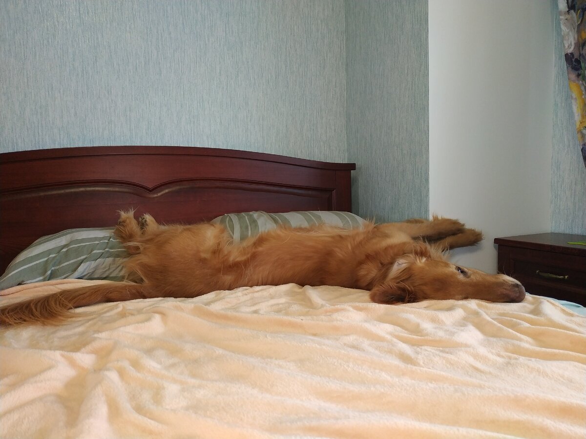 Вот, совершенно безответственно кверхолапится, нет бы с Хомячком поиграть))