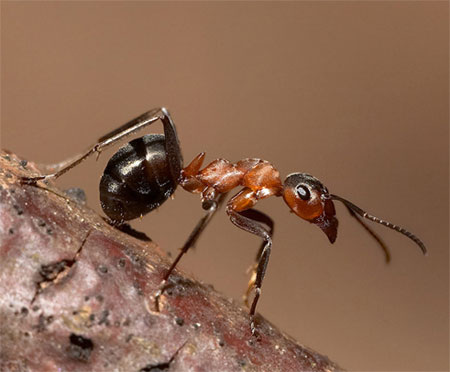Рабочий муравей вида Formica Rufa (рыжий лесной муравей)