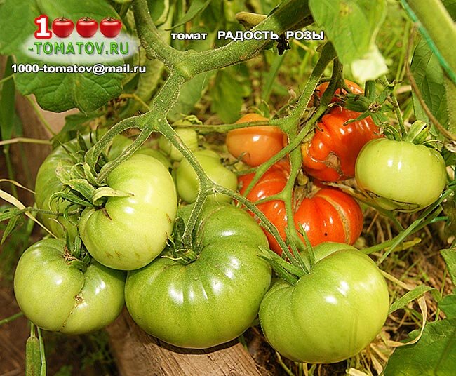 Томат РАДОСТЬ РОЗЫ фото 1