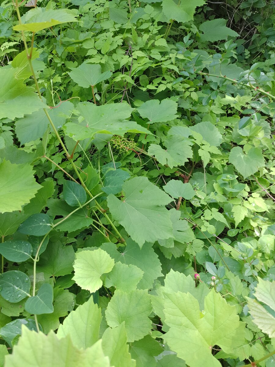 Микс  из каприфоли, винограда и клематиса