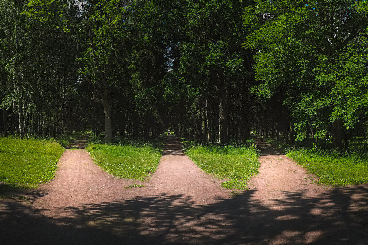 3 path. Лес выбор.