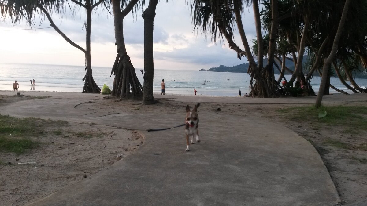 Лулу на пляже. Фото автора. 