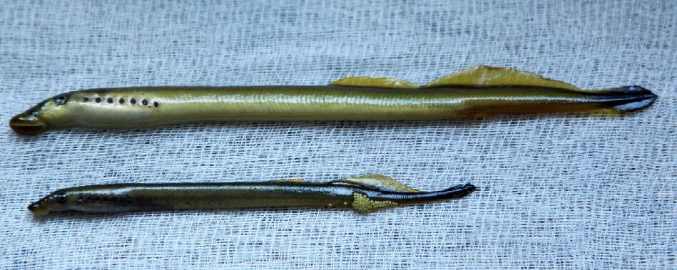 Вверху минога ледовитоморская (тихоокеанская), внизу минога сибирская (ручьевая)