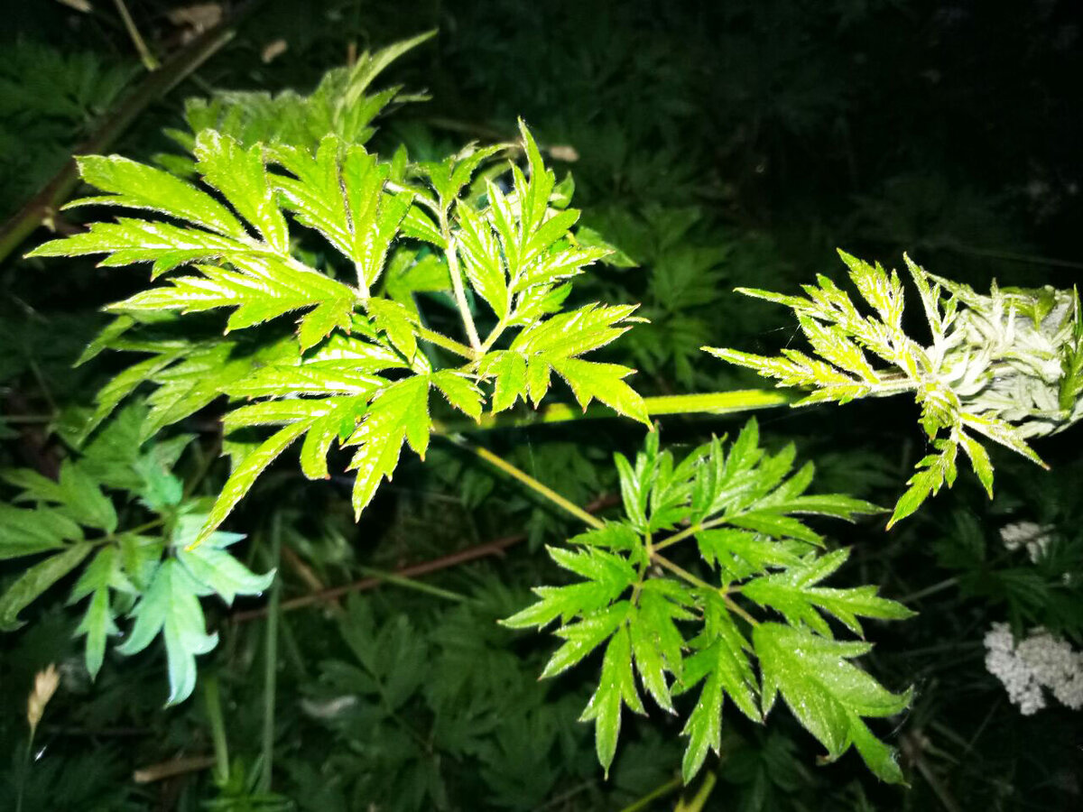 А тут веточка без шипов. Совсем. Красота:)