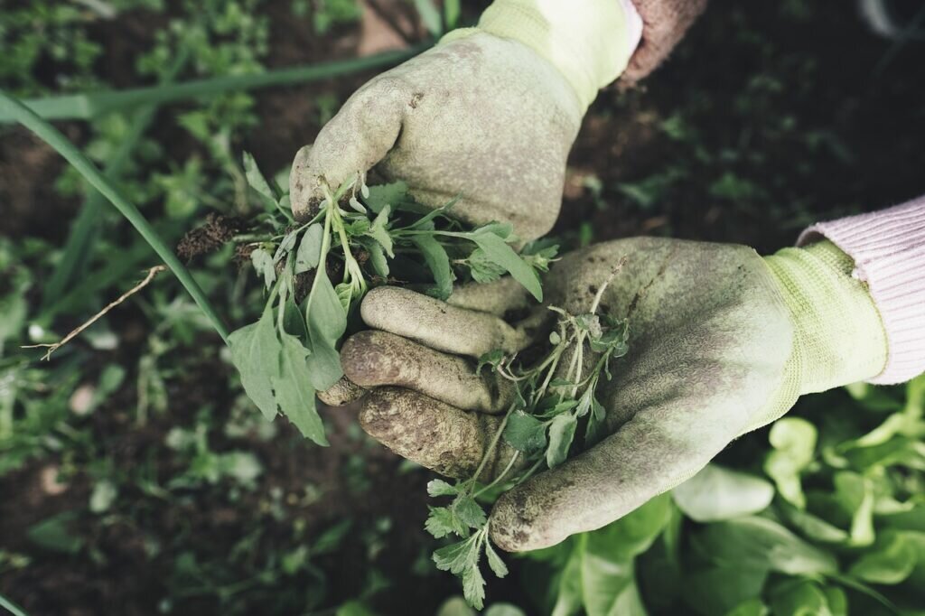 Прополка картошки триммером: быстрый способ избавиться от сорняков