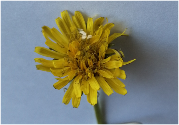 Корзинка одуванчика. Фото автора.