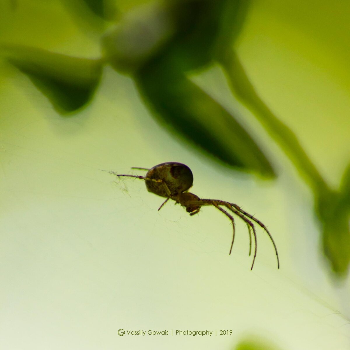 паучок - для примера. Это другой день и год, но никогда супруг мимо них пройти не может.