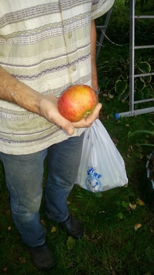 Фото автора Алесад. Собираем первый  урожай.