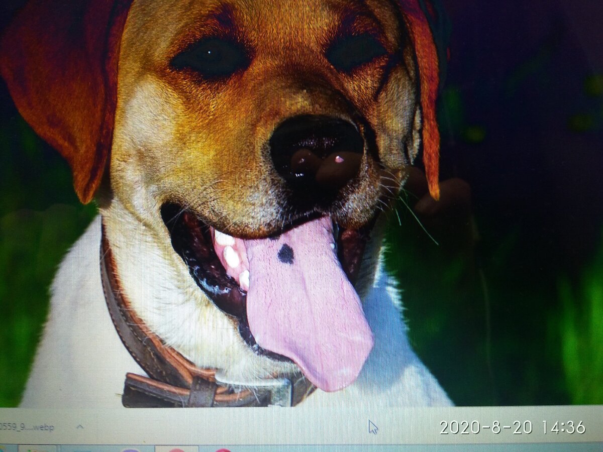 Люблю собак.    Собаки  не  только  защищают  нас   но  и  спасают  наши  души.