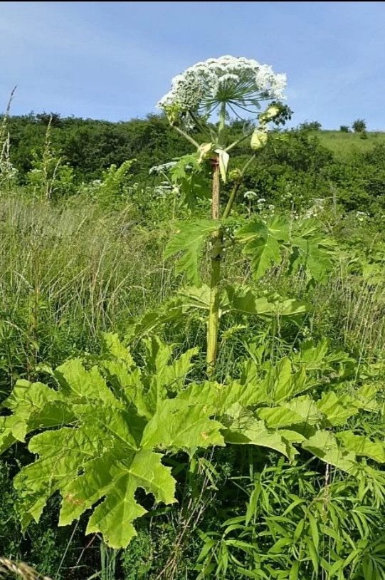 Картинка с сайта zooclub.ru
