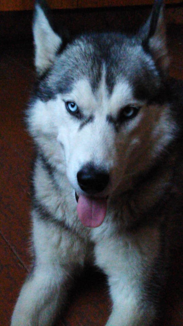 Узнаем что такое лимон.