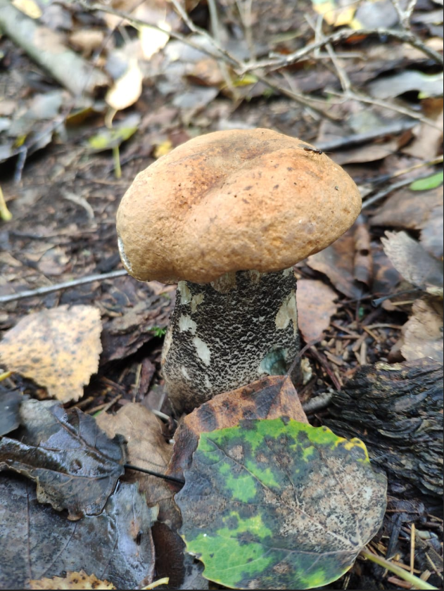 Грибы осенью.