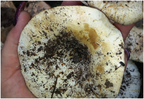 Ставьте лайки и подписывайтесь на мой канал